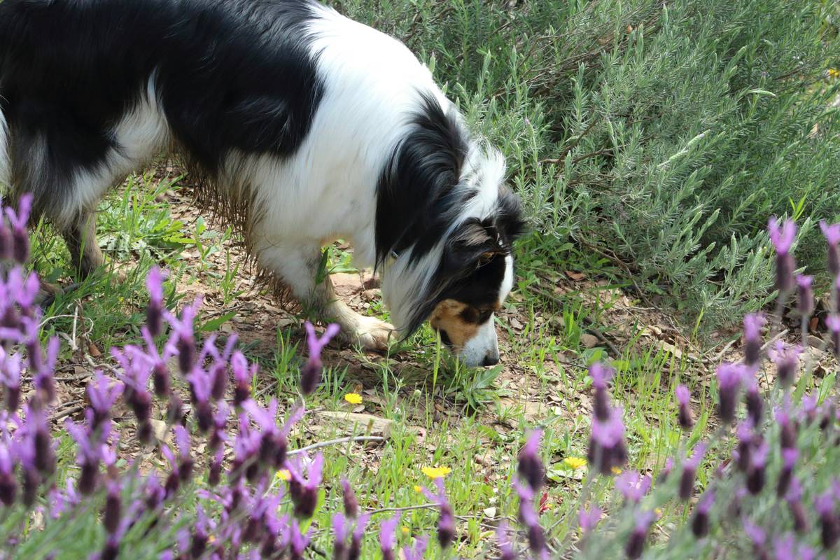 All Natural Paw Balm: 7 Proven Tips to Avoid Painful Mistakes
