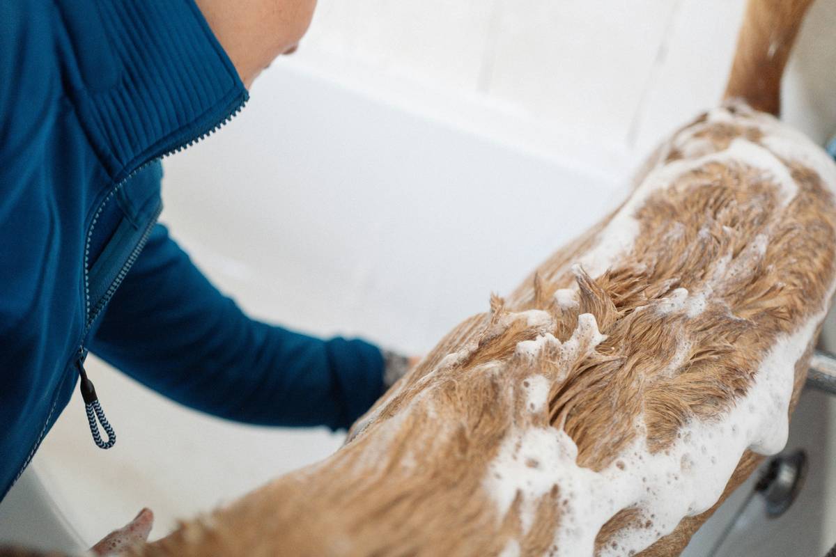 Close-up of dog's paw being gently massaged with all natural paw balm